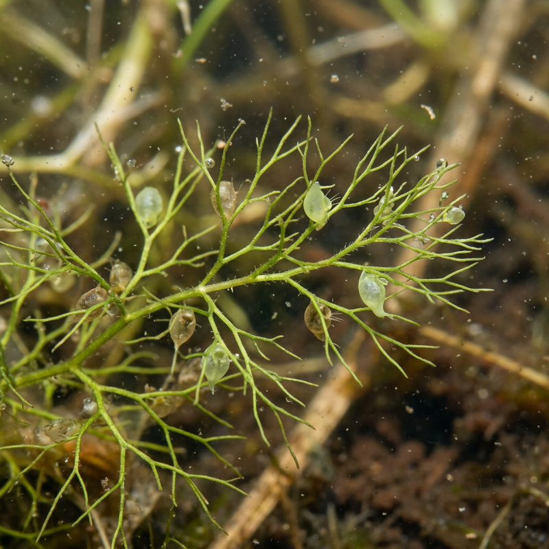Kleiner Wasserschlauch (Utricularia minor), AI-illustratie
