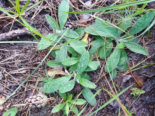 Kleine havikskruid — foto 4 van 10