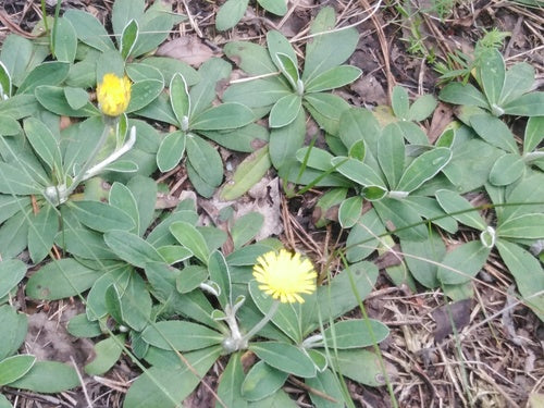 Kleine havikskruid — foto 5 van 10