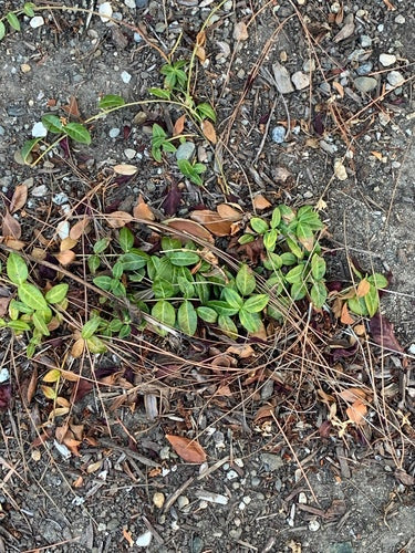 Klein groenblijvend — Bild 5