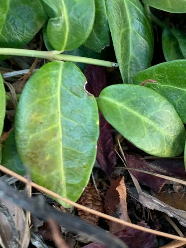 Klein groenblijvend — Bild 4