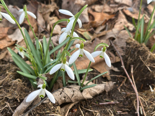 Klein sneeuwklokje — Bild 5