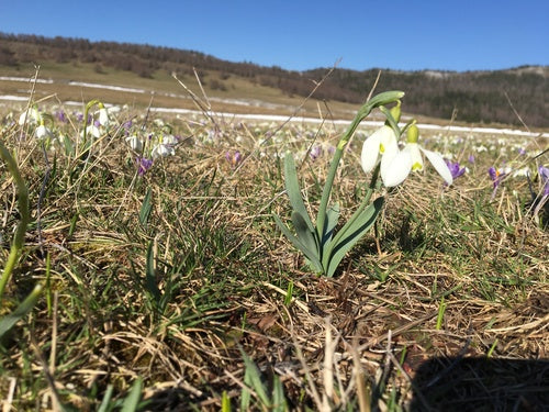 Klein sneeuwklokje — Bild 4