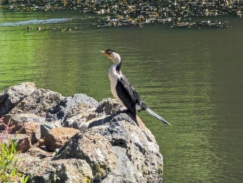 Kleine Aalscholver — foto 4 van 8