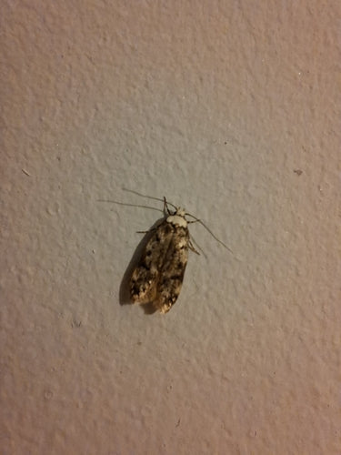 Plak de mot — Bild 4