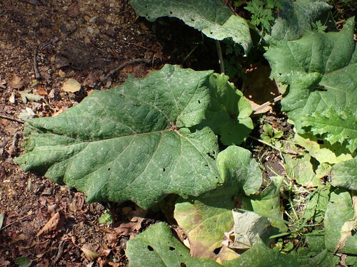 klit — foto 2 van 8