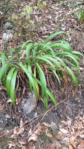 Clivia — Bild 5