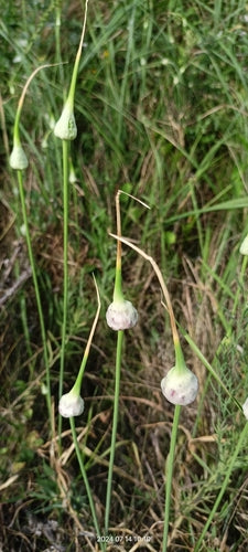 Knoflook — Bild 2
