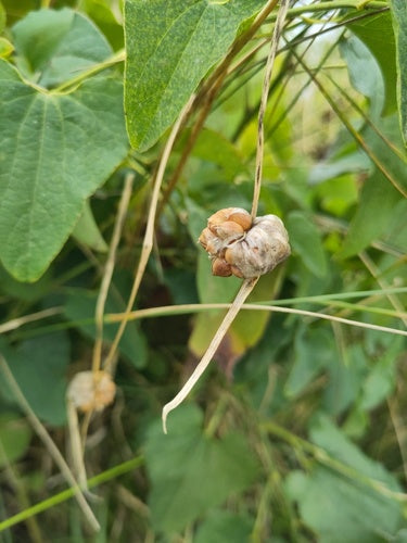 Knoflook — Bild 4
