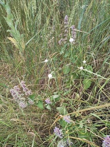 Knoflook — Bild 3