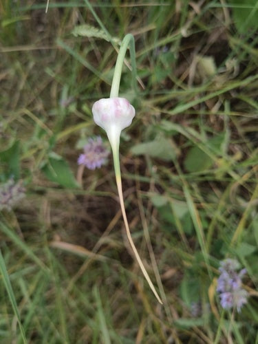 Knoflook — Bild 2