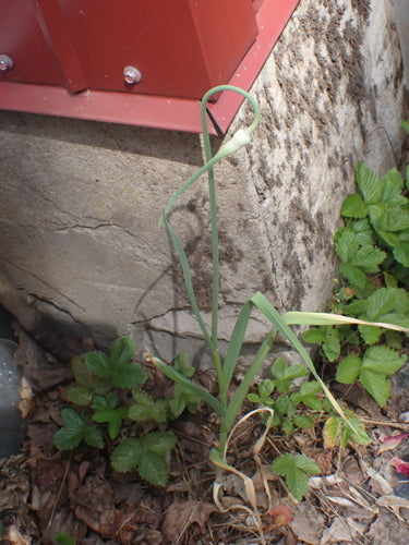 Knoflook — Bild 5