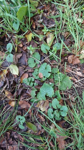 Knoflook mosterd — Bild 2
