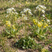Knöllchen-Steinbrech (Saxifraga granulata) in Blüte im naturnahen Garten (KI-generiert)