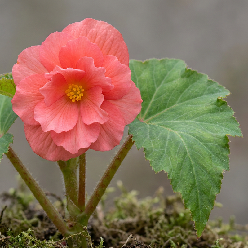 Knolbegonia
