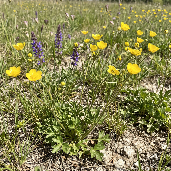 Knolliger Hahnenfuß (Ranunculus bulbosus) in Blüte im naturnahen Garten (KI-generiert)