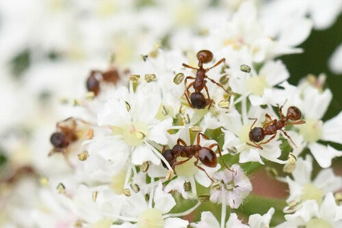 Knoopmier (geslacht Myrmica) — foto 5 van 11