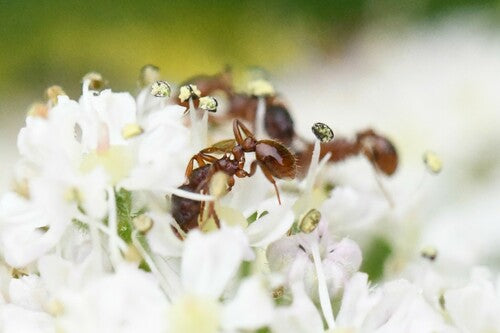 Knoopmier (geslacht Myrmica) — foto 4 van 11