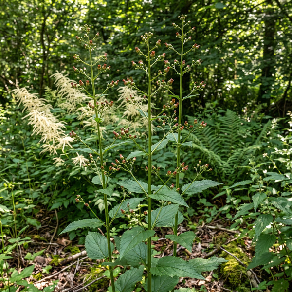 Knotige Braunwurz (Scrophularia nodosa) in Blüte im naturnahen Garten (KI-generiert)