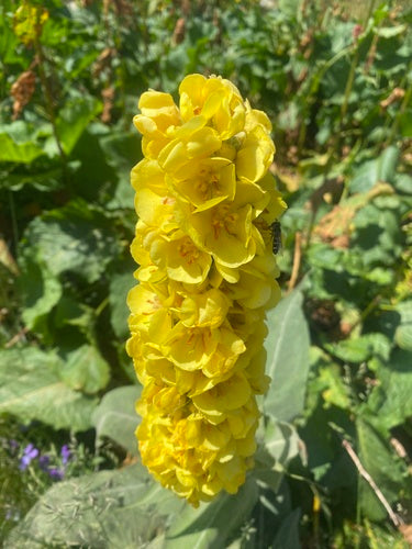 Koningskaars — Bild 5