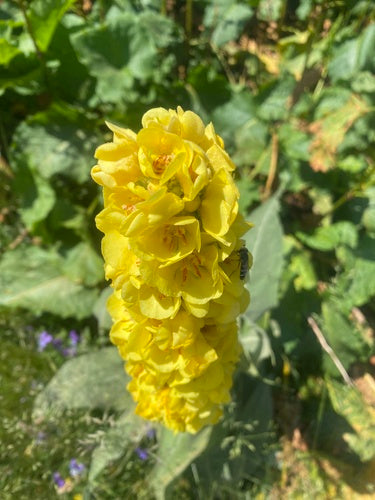 Koningskaars — Bild 4