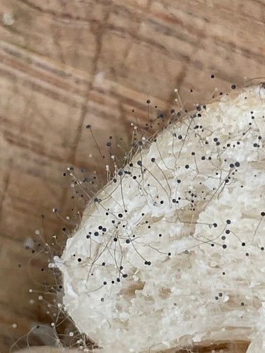 Hoofd schimmel — Bild 5