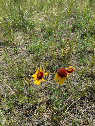 kokarde bloem — Bild 3