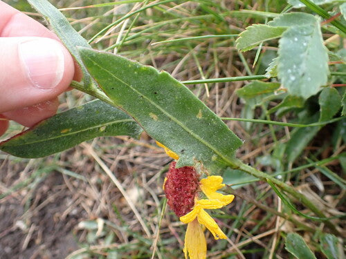 kokarde bloem — Bild 5
