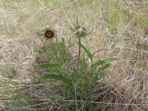 kokarde bloem — Bild 2