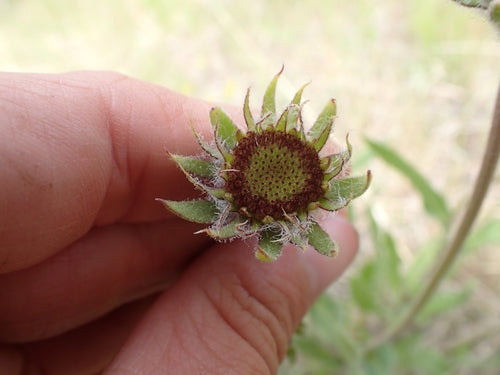 kokarde bloem — Bild 1
