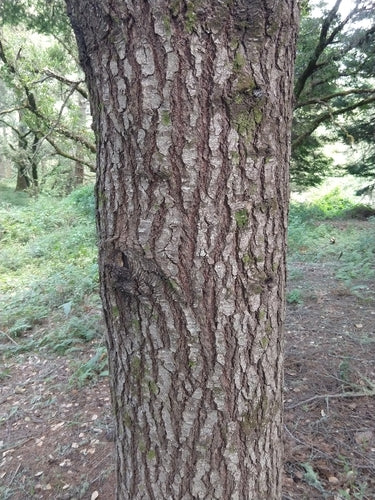 Coniferen — Bild 2