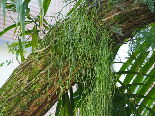 Koraal cactus — Bild 2