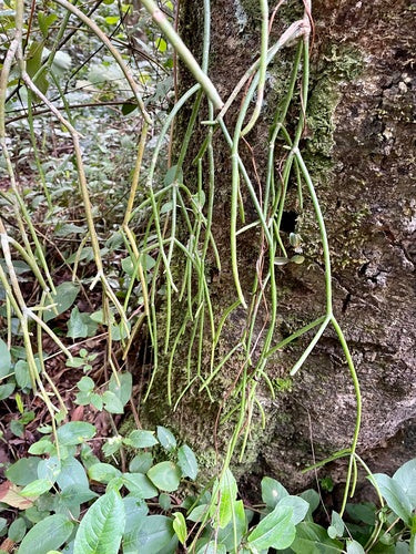 Koraal cactus — Bild 4
