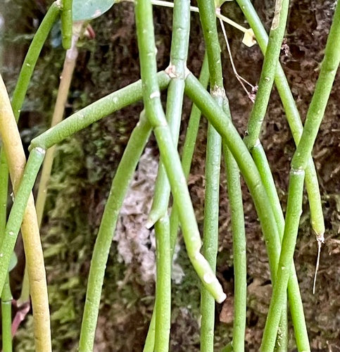 Koraal cactus — Bild 5