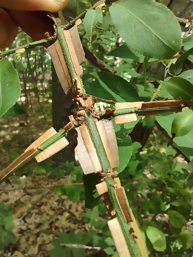 Kurken vleugelbus — Bild 2
