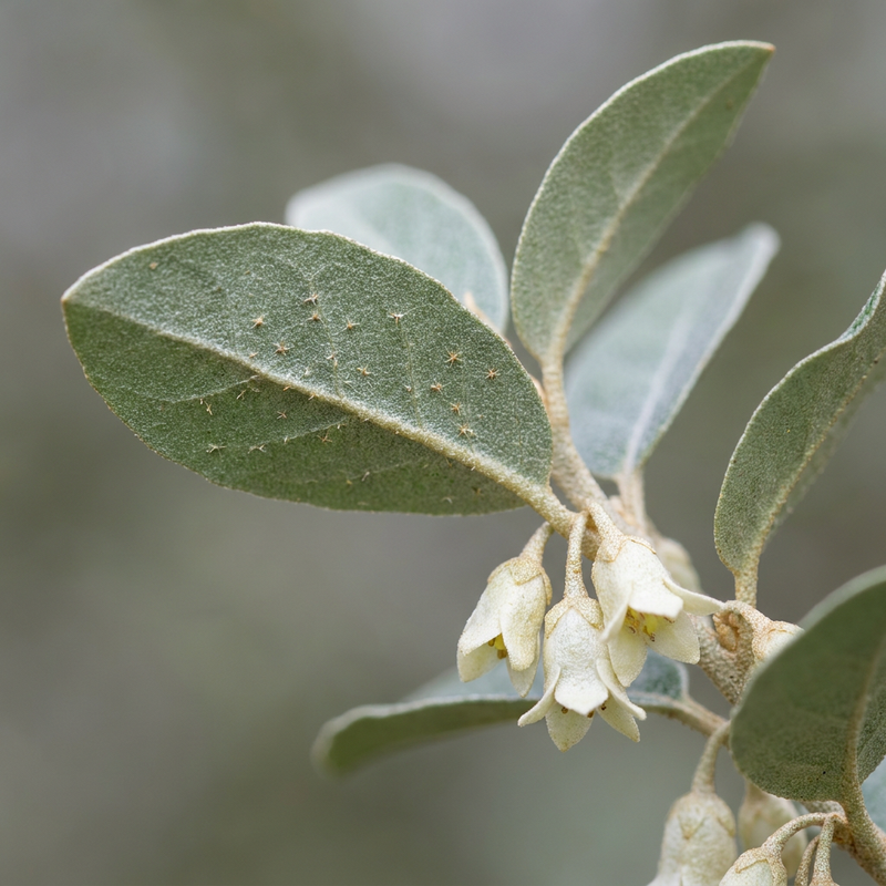 Cornelian oliewilg