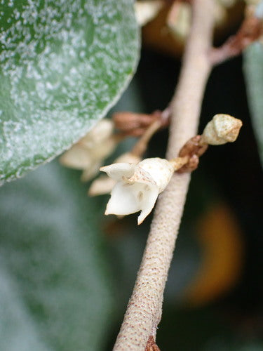 Cornelian oliewilg — Bild 3