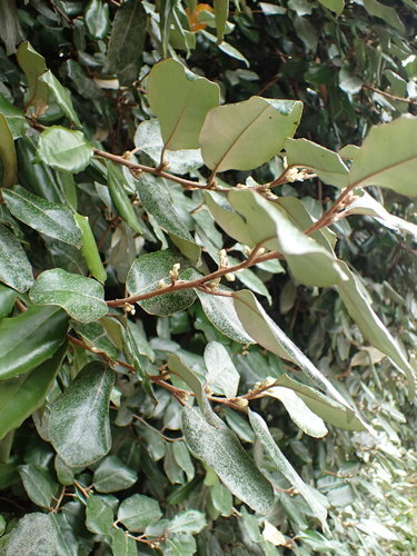 Cornelian oliewilg — Bild 2