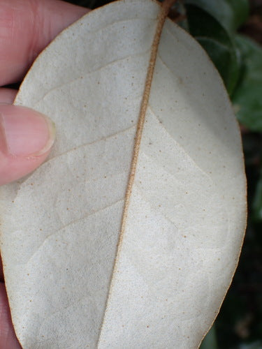 Cornelian oliewilg — Bild 5