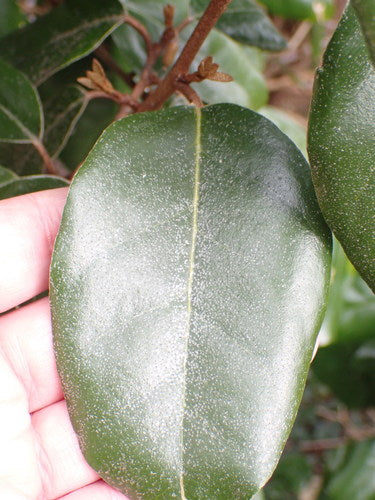 Cornelian oliewilg — Bild 4