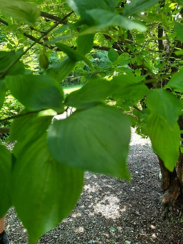 Corneliaanse kers — Bild 5