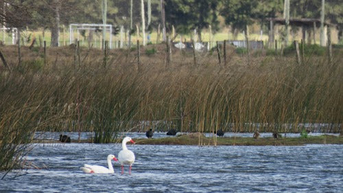 Koskoroba-zwaan — foto 4 van 8
