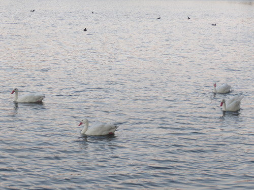 Koskoroba-zwaan — Bild 5