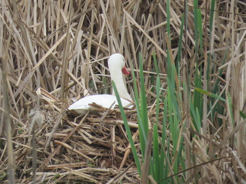 Koskoroba-zwaan — Bild 3