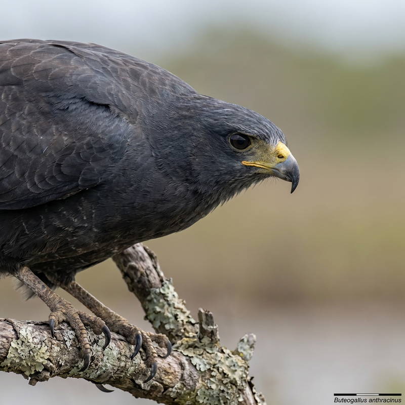 Karmozijnrode Buizerd