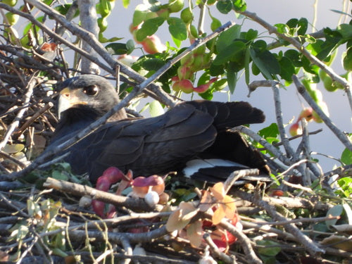 Karmozijnrode Buizerd — foto 1 van 8