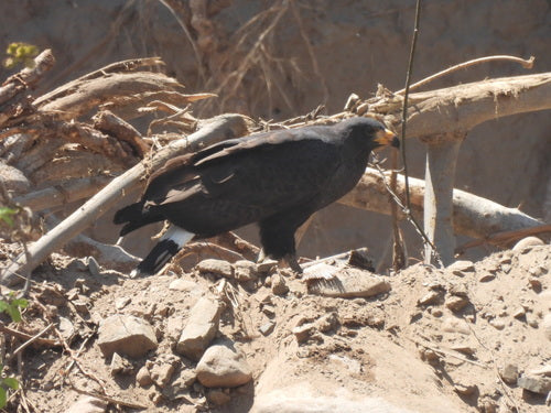Karmozijnrode Buizerd — foto 4 van 8