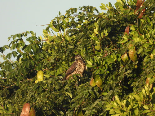 Karmozijnrode Buizerd — foto 2 van 8
