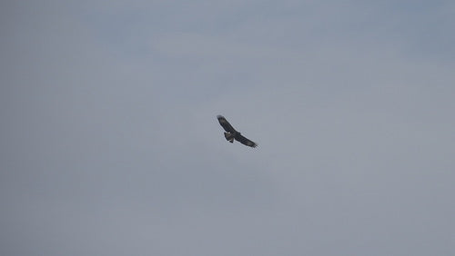 Karmozijnrode Buizerd — Bild 5