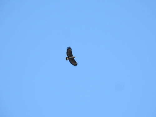 Karmozijnrode Buizerd — Bild 1